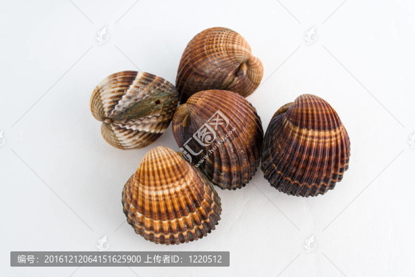美味鮮抓貝類