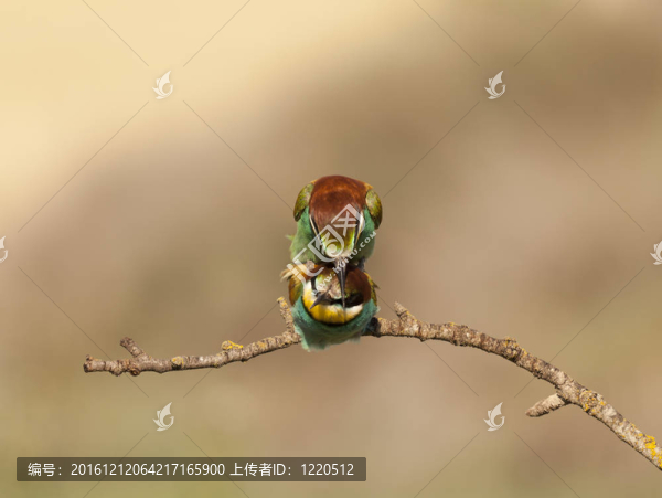 蜂虎