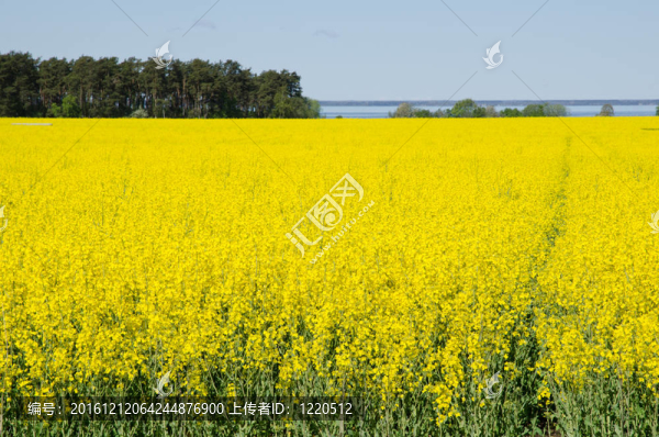 油菜田