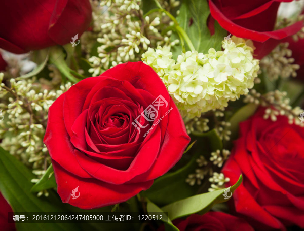 玫瑰紅玫瑰花束