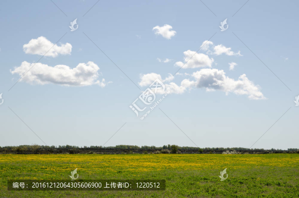 蒲公英的領(lǐng)域