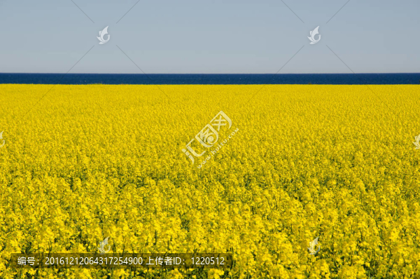 地平線