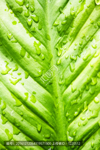 葉的紋理