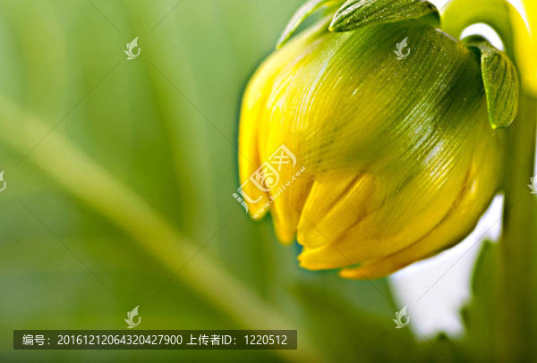 格伯的花；不通的黃色花蕾在白色背景