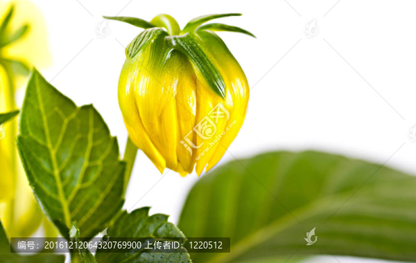 格伯的花；不通的黃色花蕾在白色背景
