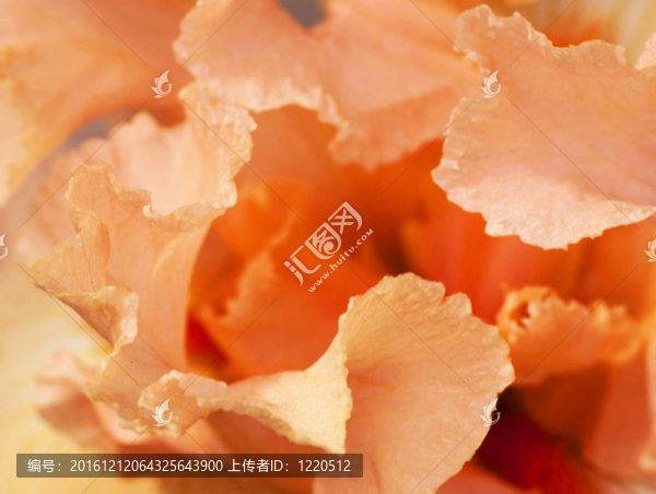 粉紅色的花瓣；鳶尾花
