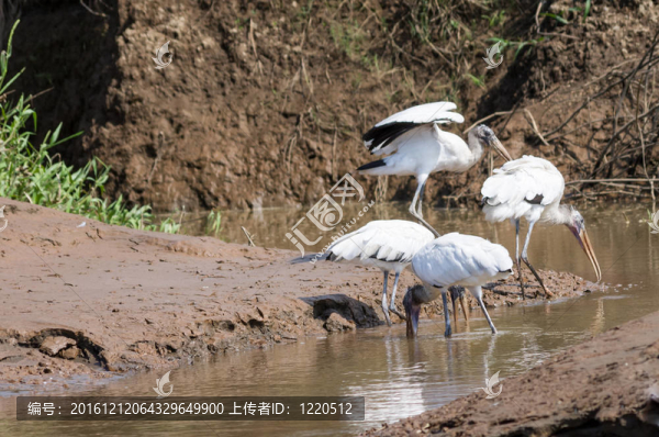 白朱鷺鳥群釣魚