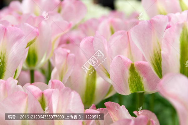 粉紅色的tilips