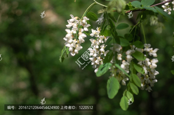 白色的相思花