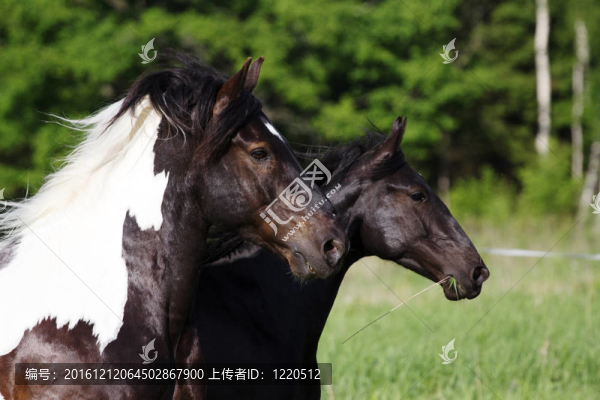 跑了兩馬