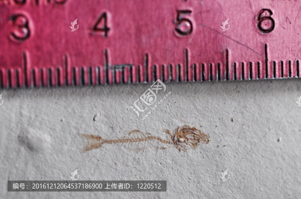 魚化石骨架
