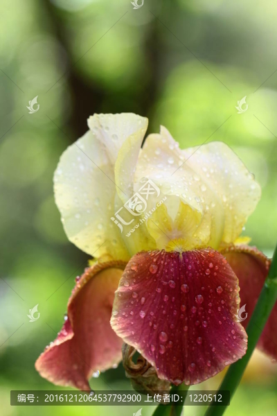 美麗的花園鳶尾