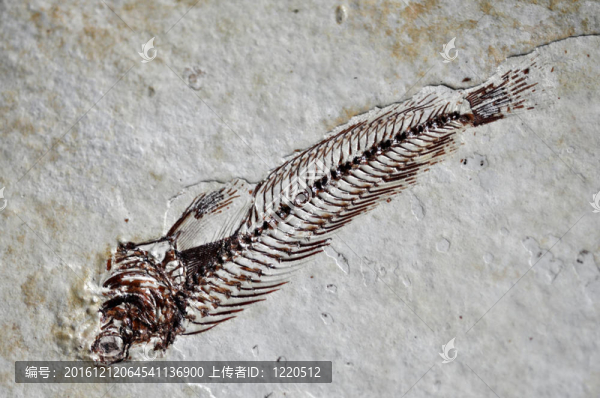 魚化石骨架