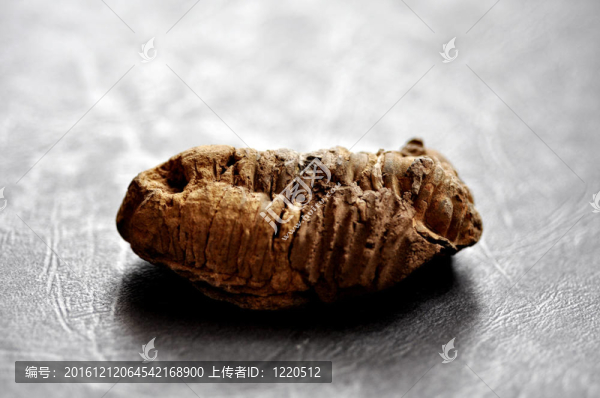 三葉蟲(chóng)化石
