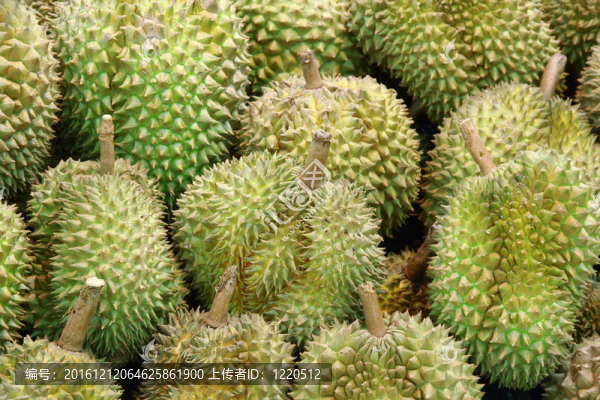 樁的榴蓮