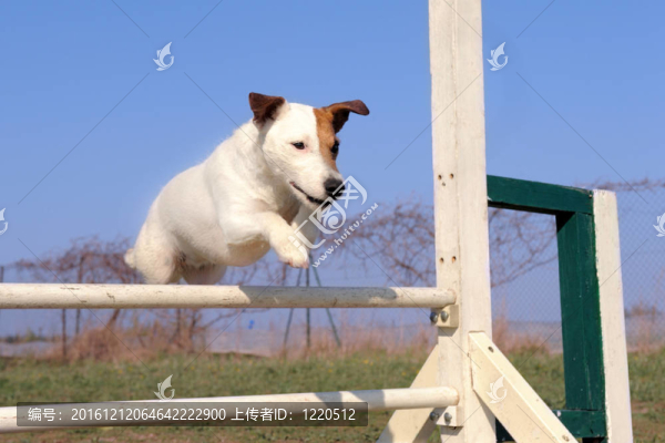jack,russel梗在敏捷