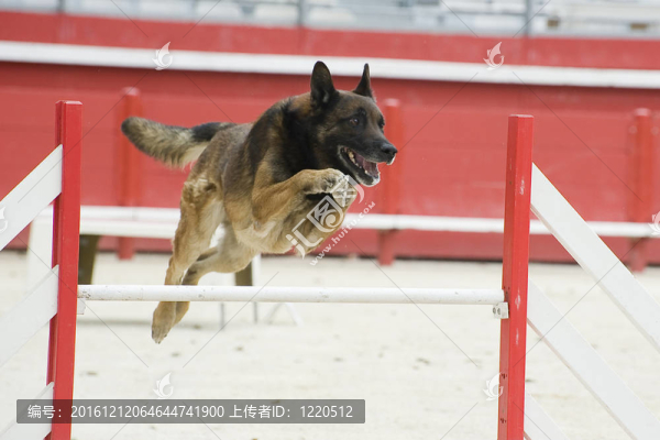跳躍的馬