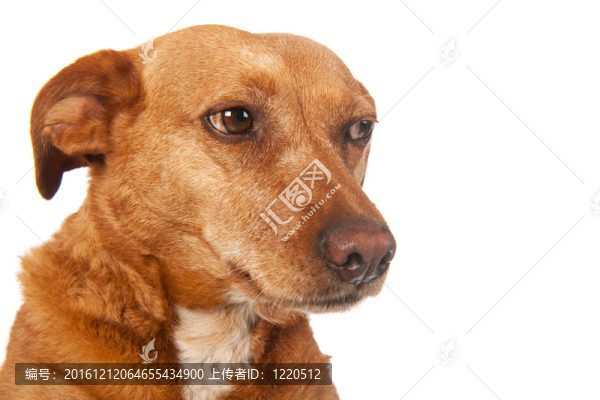 布朗雜交犬