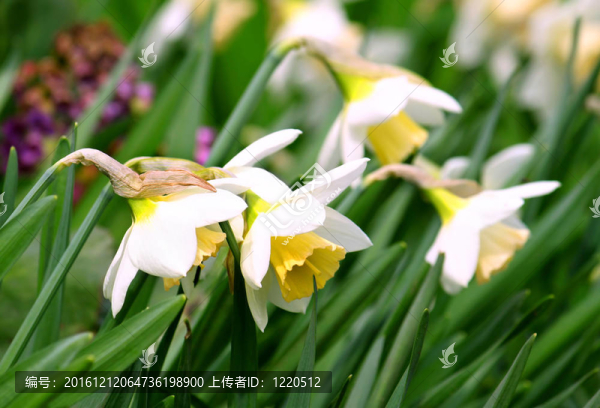 美麗的水仙花