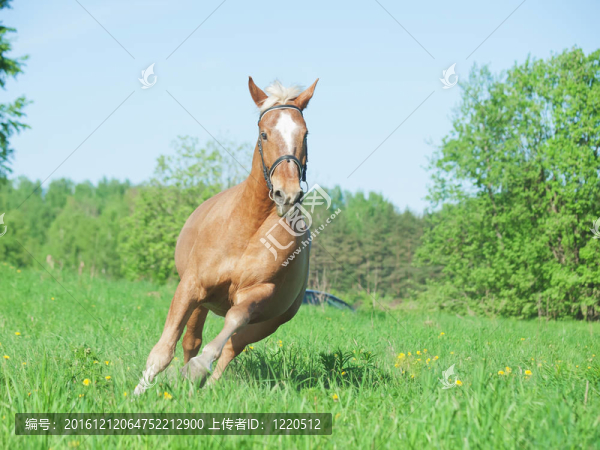 在運(yùn)動(dòng)場(chǎng)的馬拉車的馬在春天