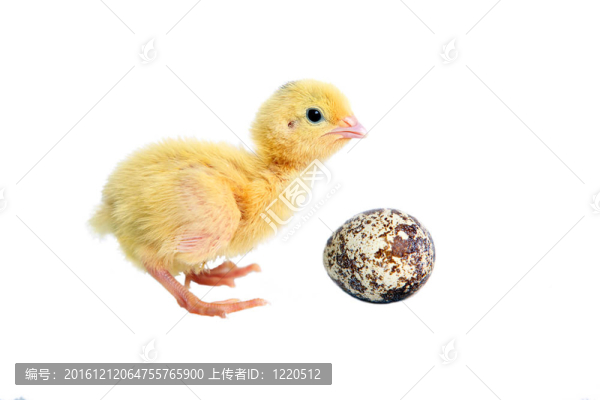 鵪鶉小雞