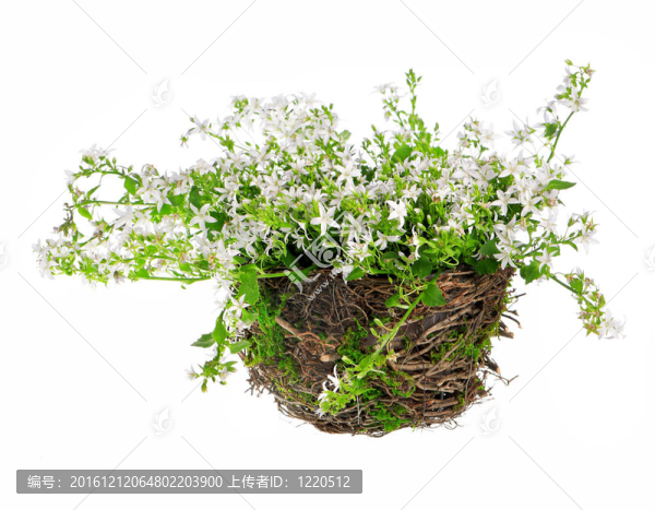 kampanula花組成的
