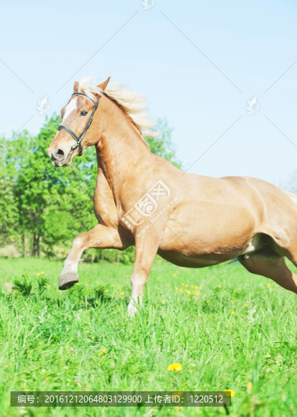 在運動場的馬在春天的馬車