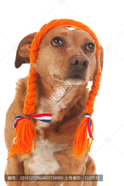 荷蘭褐十字犬