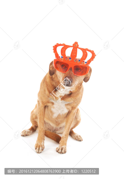 荷蘭褐十字犬