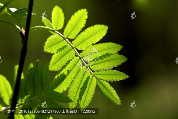 在清晨的露水Rowan離開