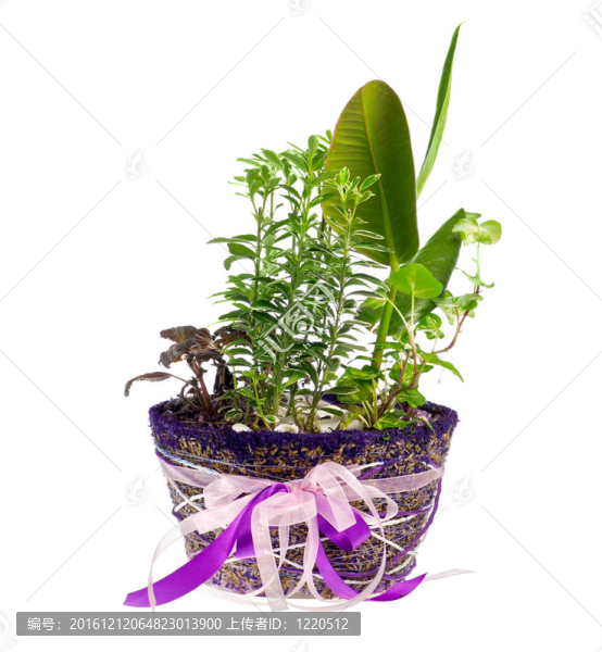 盆栽室內(nèi)植物