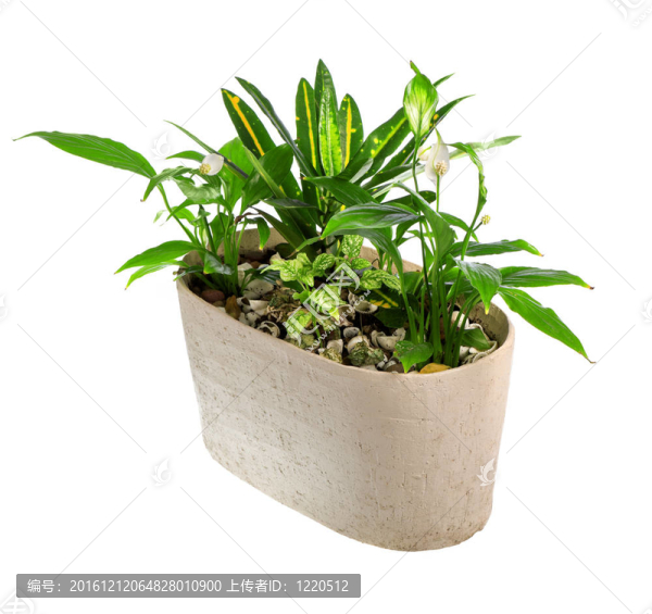 盆栽室內(nèi)植物