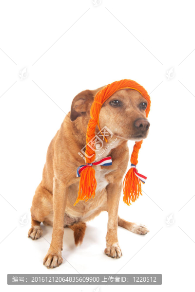 荷蘭褐十字犬
