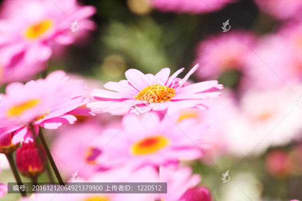 瑪格麗特