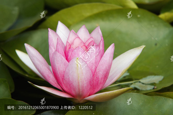 睡蓮