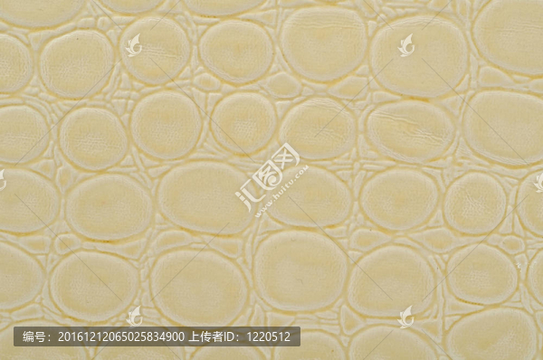 蛇的皮膚