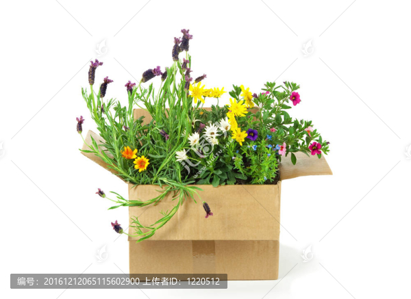 包裹里的Flowers