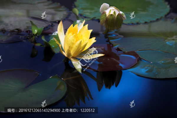 水百合花