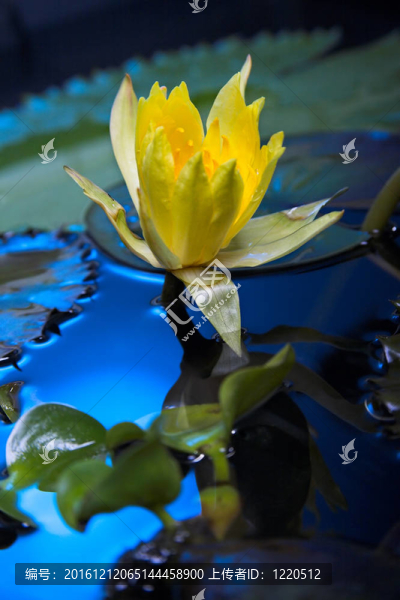 水百合花