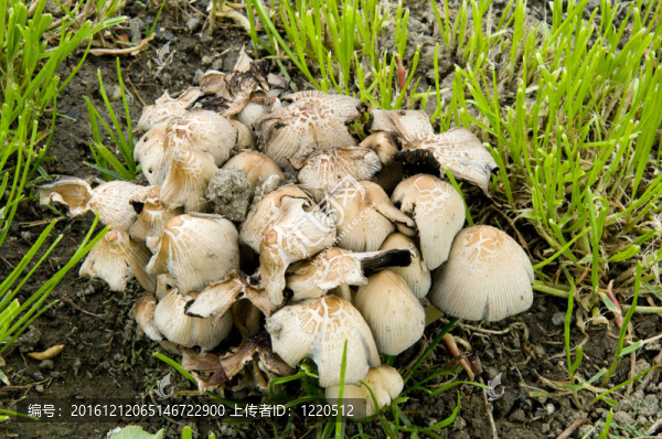 蘑菇