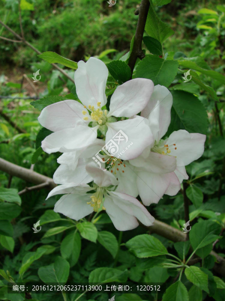 蘋果樹的花
