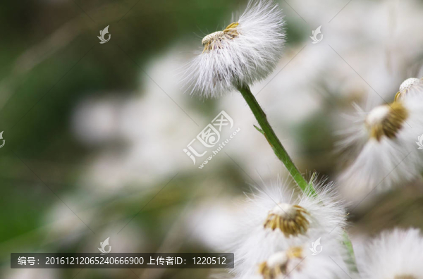 蒲公英花場特寫