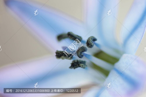 藍(lán)色的花