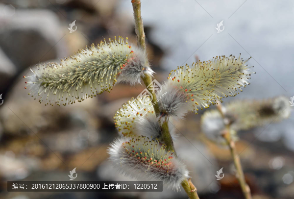 盛開(kāi)的柳條