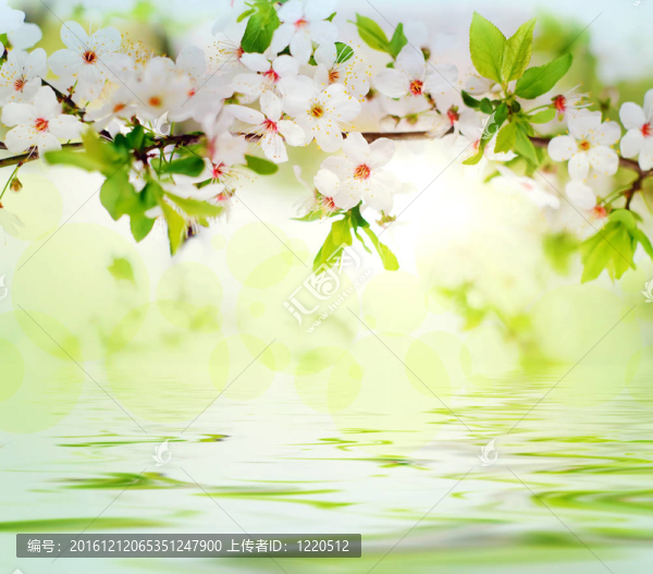 樹(shù)枝上的白花