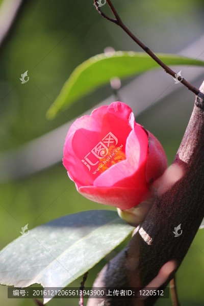 紅色的山茶花