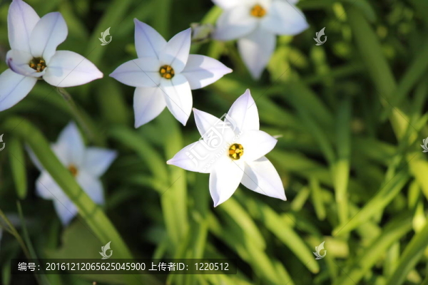 白色的花