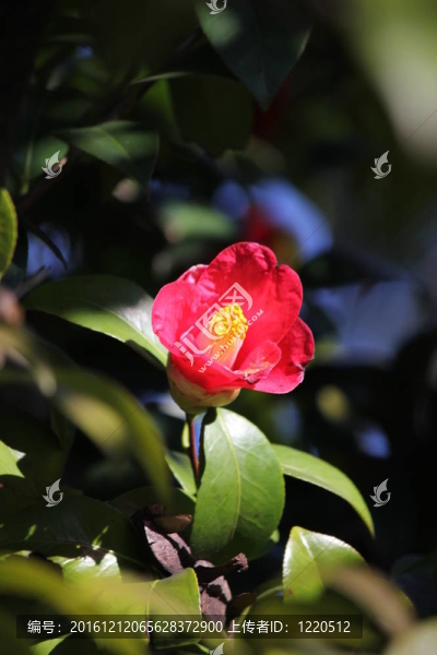 紅色的山茶花