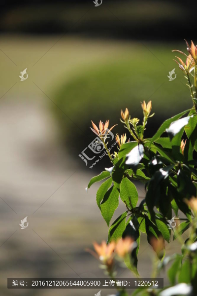 樹在春天-匯圖網(wǎng) www.fosd68.com 樹在春天