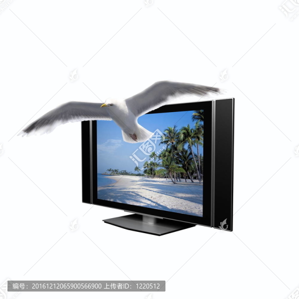 海灘上的海鷗